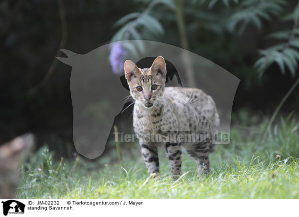 stehende Savannah / standing Savannah / JM-02232