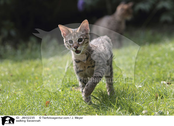 laufende Savannah / walking Savannah / JM-02235