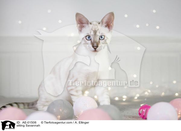 sitzende Savannah / sitting Savannah / AE-01506