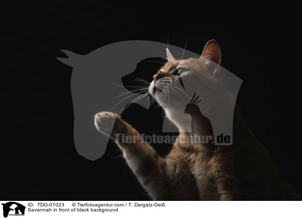 Savannah in front of black background / TDG-01023