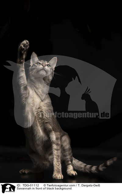 Savannah in front of black background / TDG-01112
