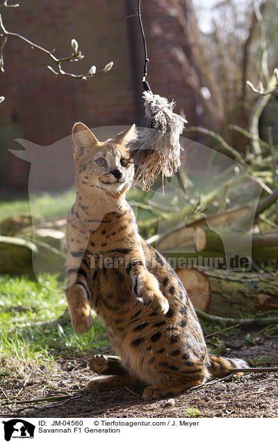 Savannah F1 Generation / JM-04560