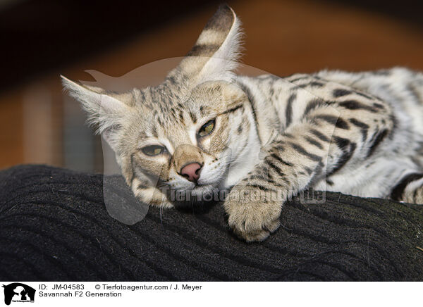 Savannah F2 Generation / Savannah F2 Generation / JM-04583