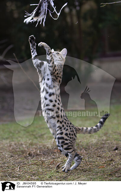 Savannah F1 Generation / JM-04595