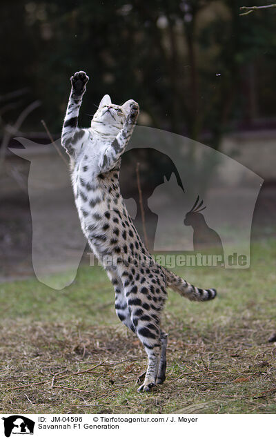 Savannah F1 Generation / JM-04596