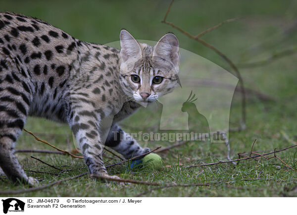 Savannah F2 Generation / JM-04679