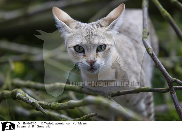 Savannah F1 Generation / JM-04710