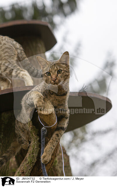 Savannah F2 Generation / JM-04732
