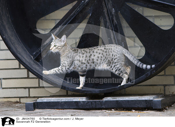Savannah F2 Generation / JM-04760