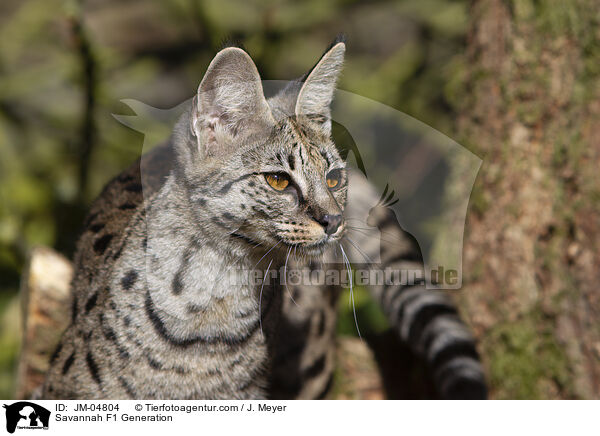 Savannah F1 Generation / JM-04804