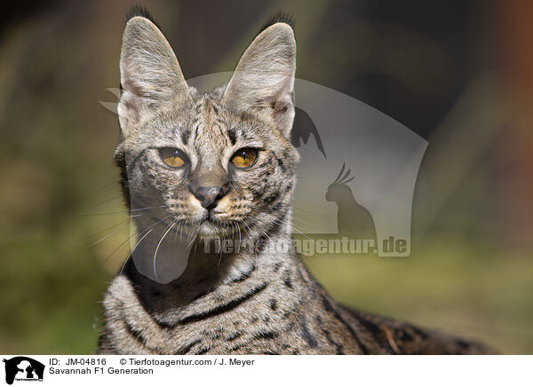 Savannah F1 Generation / JM-04816