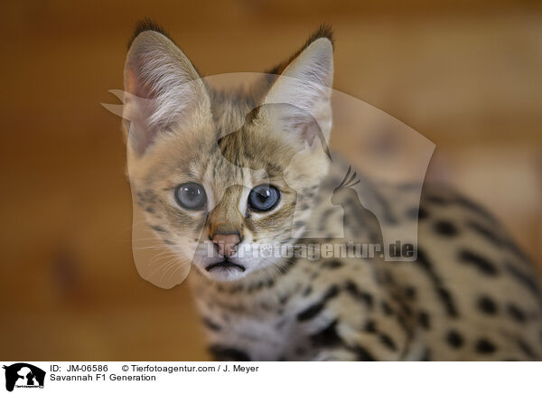 Savannah F1 Generation / JM-06586
