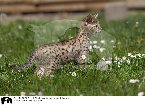 Savannah F2 Generation / Savannah F2 Generation / JM-06605