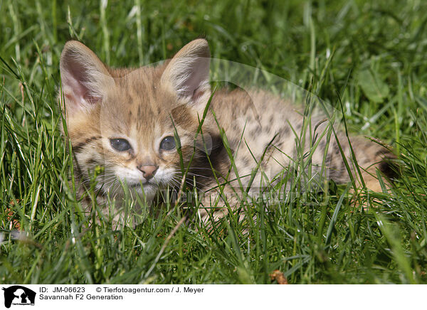 Savannah F2 Generation / JM-06623