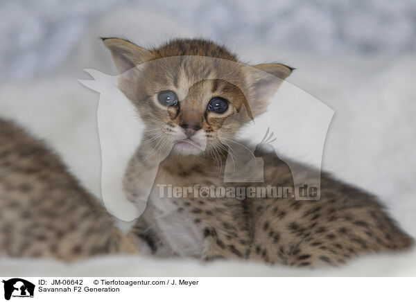 Savannah F2 Generation / JM-06642