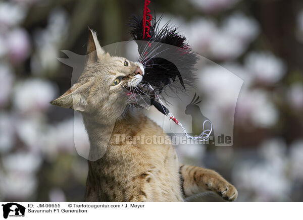 Savannah F1 Generation / Savannah F1 Generation / JM-06655