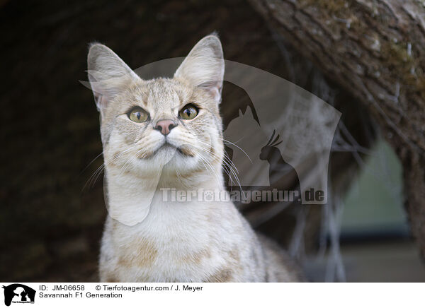 Savannah F1 Generation / JM-06658