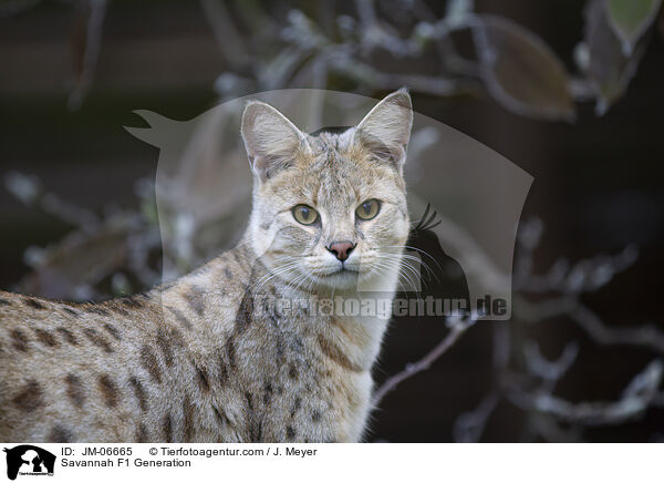 Savannah F1 Generation / JM-06665