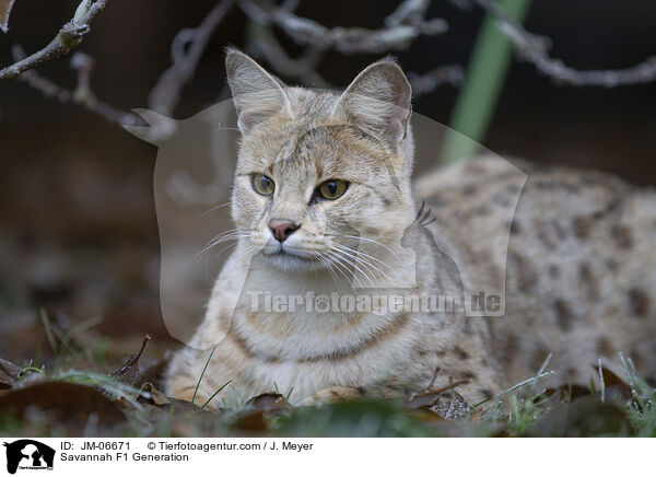 Savannah F1 Generation / JM-06671