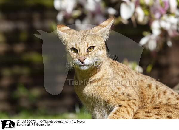 Savannah F1 Generation / JM-06673