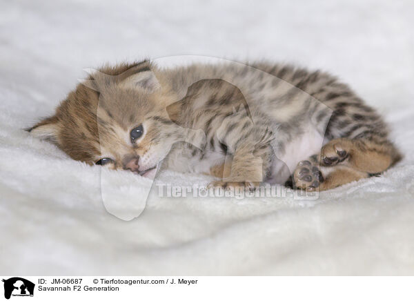 Savannah F2 Generation / JM-06687