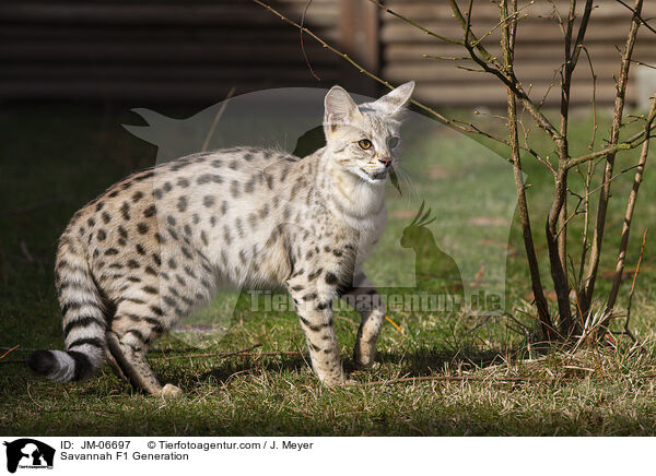 Savannah F1 Generation / JM-06697
