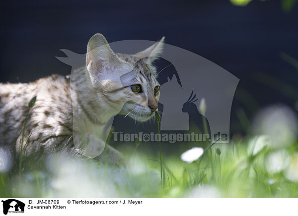 Savannah Ktzchen / Savannah Kitten / JM-06709