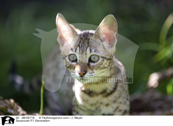 Savannah F1 Generation / JM-06718