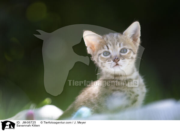 Savannah Kitten / JM-06725