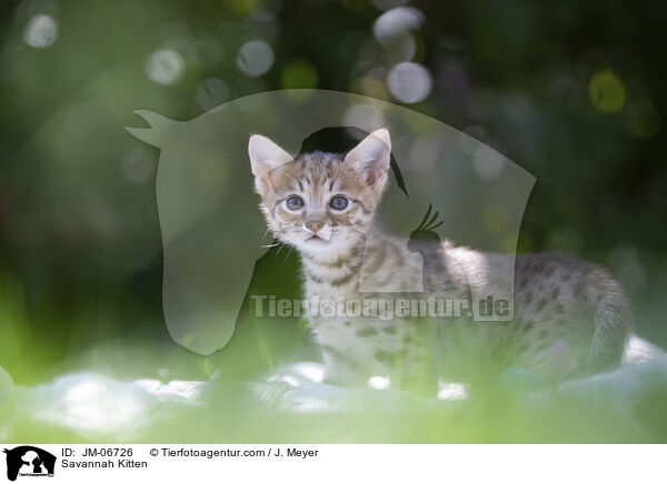 Savannah Ktzchen / Savannah Kitten / JM-06726