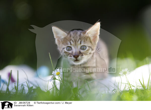 Savannah Ktzchen / Savannah Kitten / JM-06728