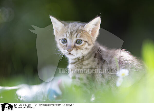 Savannah Kitten / JM-06735