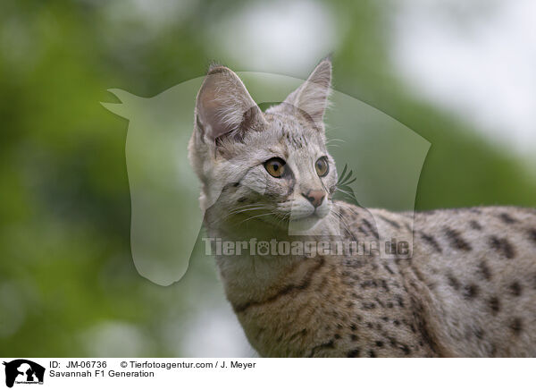 Savannah F1 Generation / JM-06736