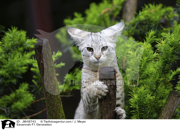 Savannah F1 Generation / JM-06743