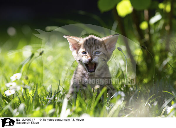 Savannah Ktzchen / Savannah Kitten / JM-06747