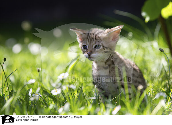 Savannah Ktzchen / Savannah Kitten / JM-06748