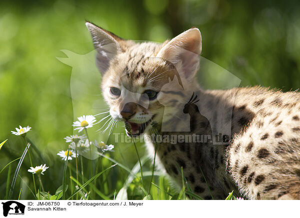 Savannah Ktzchen / Savannah Kitten / JM-06750