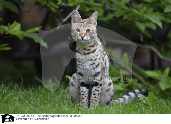 Savannah F1 Generation / JM-06755