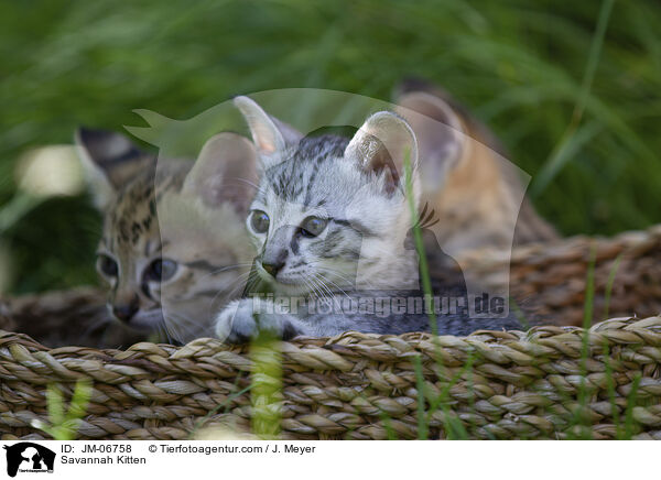 Savannah Kitten / JM-06758