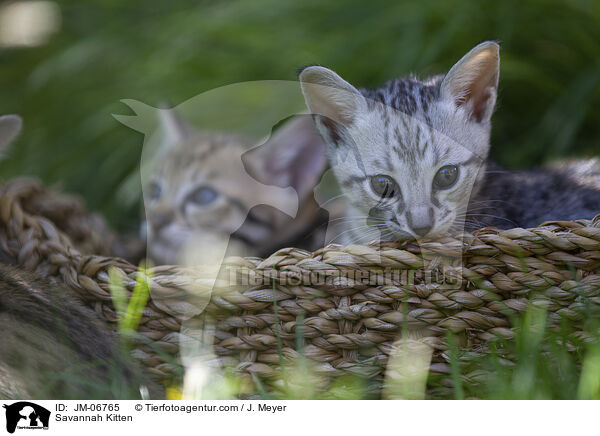 Savannah Kitten / JM-06765