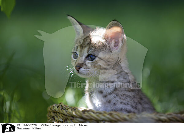 Savannah Kitten / JM-06776