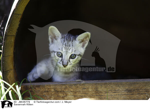 Savannah Kitten / JM-06779
