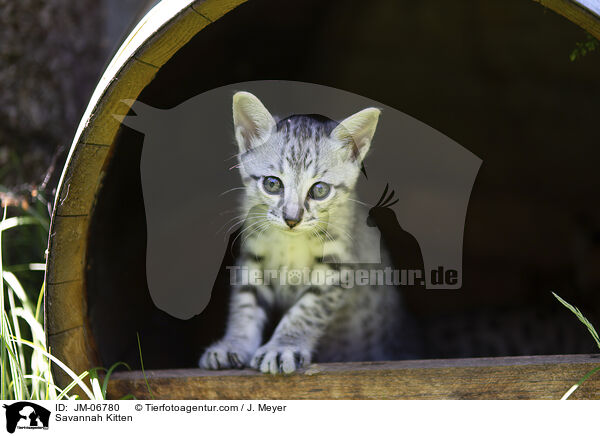 Savannah Kitten / JM-06780