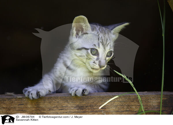 Savannah Kitten / JM-06784