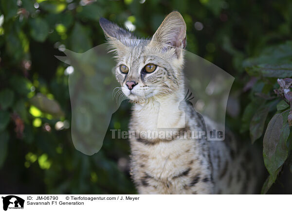 Savannah F1 Generation / JM-06790