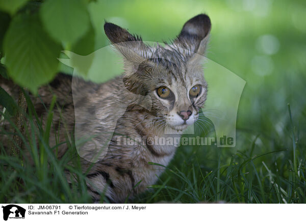 Savannah F1 Generation / JM-06791