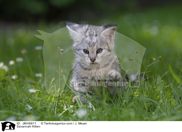 Savannah Ktzchen / Savannah Kitten / JM-06811