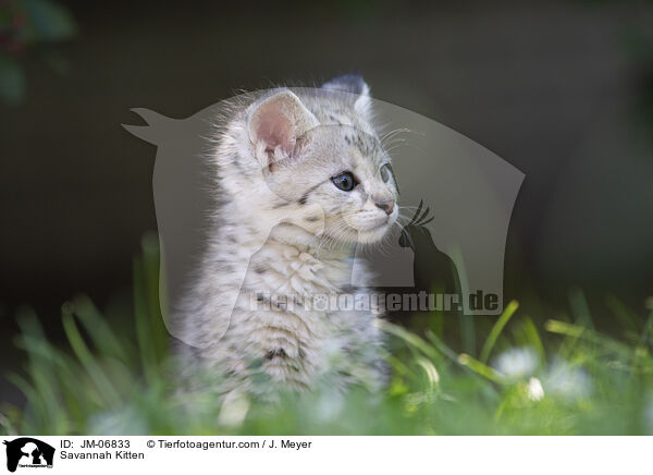 Savannah Ktzchen / Savannah Kitten / JM-06833