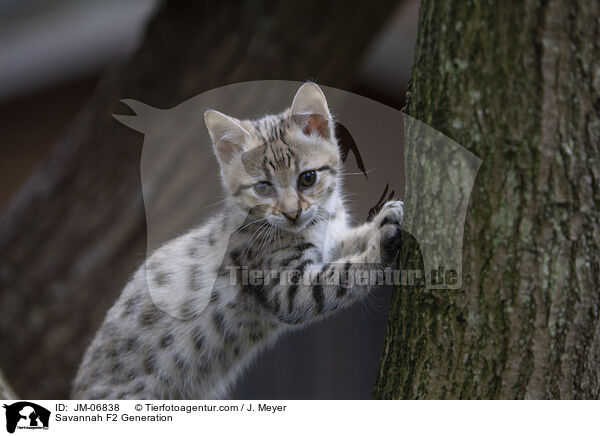 Savannah F2 Generation / JM-06838