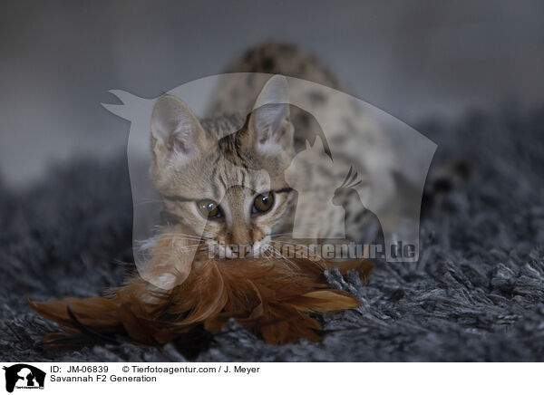 Savannah F2 Generation / Savannah F2 Generation / JM-06839